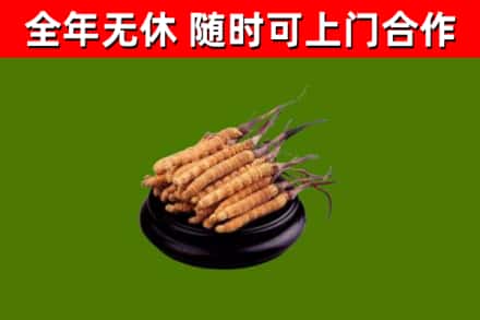 天津市回收冬虫夏草